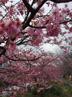 河津桜咲きました。