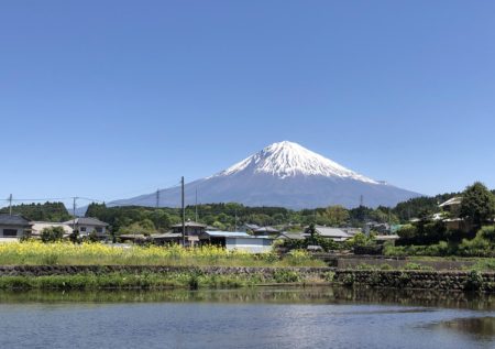 富士山とオリーブ