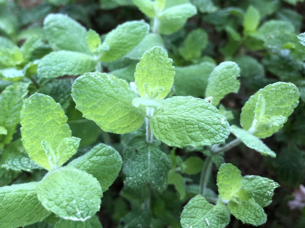 オリーブとクローバー 愛鷹オリーブ園